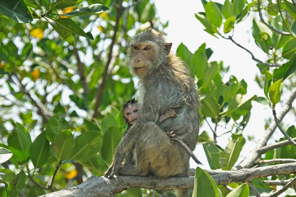 long-tailed macaques in khao sam roi yot national park