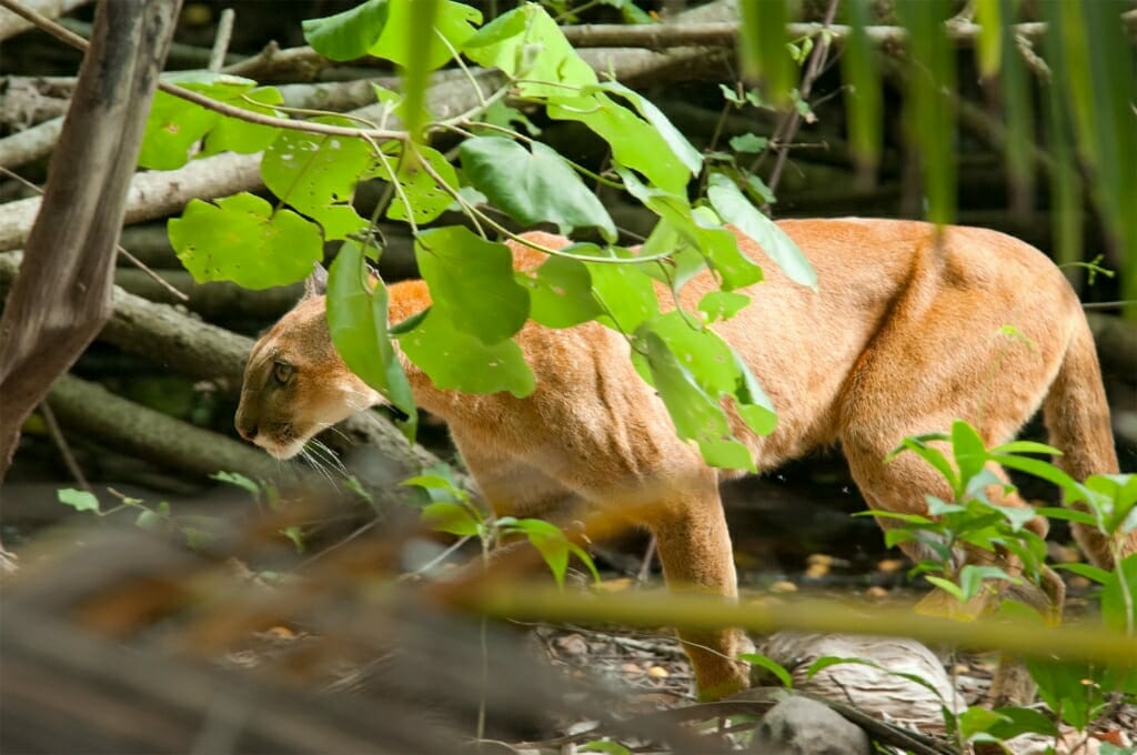 Puma in Corcovado National Park