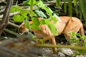 Corcovado animals - Puma in Corcovado National Park