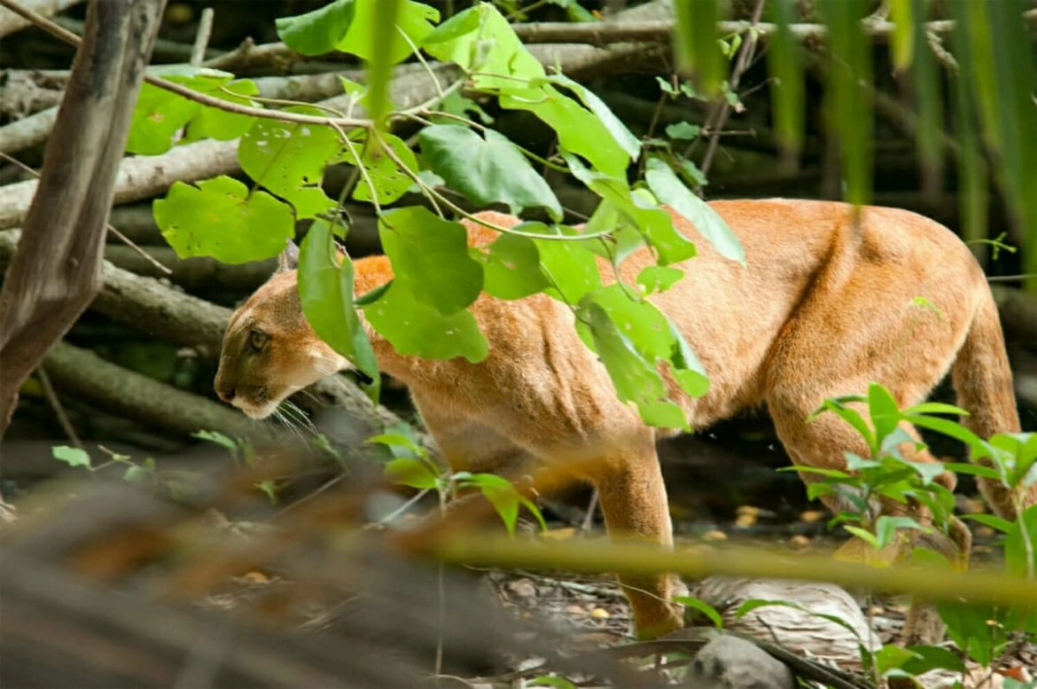 Pumas in Costa Rica - a sighting in Corcovado National Park