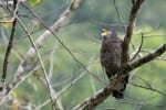 Borneo wildilfe holidays in Deramakot forest reserve - crested serpent eagle