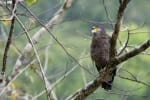 Borneo wildilfe holidays in Deramakot forest reserve - crested serpent eagle