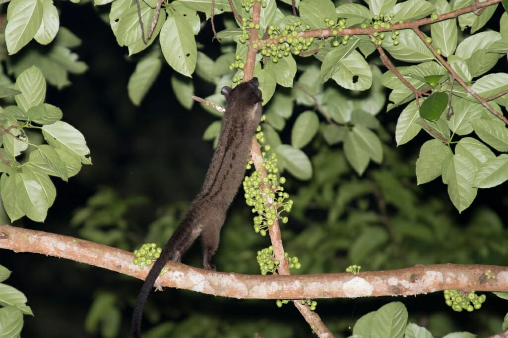 Common Palm civet in Deramakot Forest Reserve
