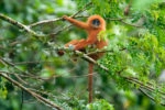 Maroon langur in Danum Valley