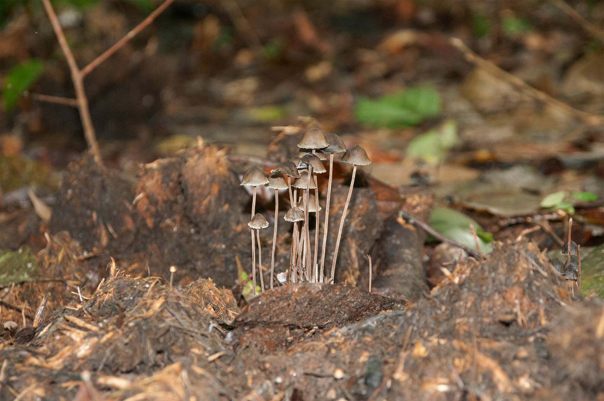 Wildlife watching in Danum Vally - mushrooms in elephant dung