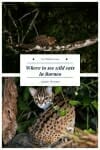 Where to see wild cats in Borneo #wildcats #borneowildlife #wildlifetravel.jpg