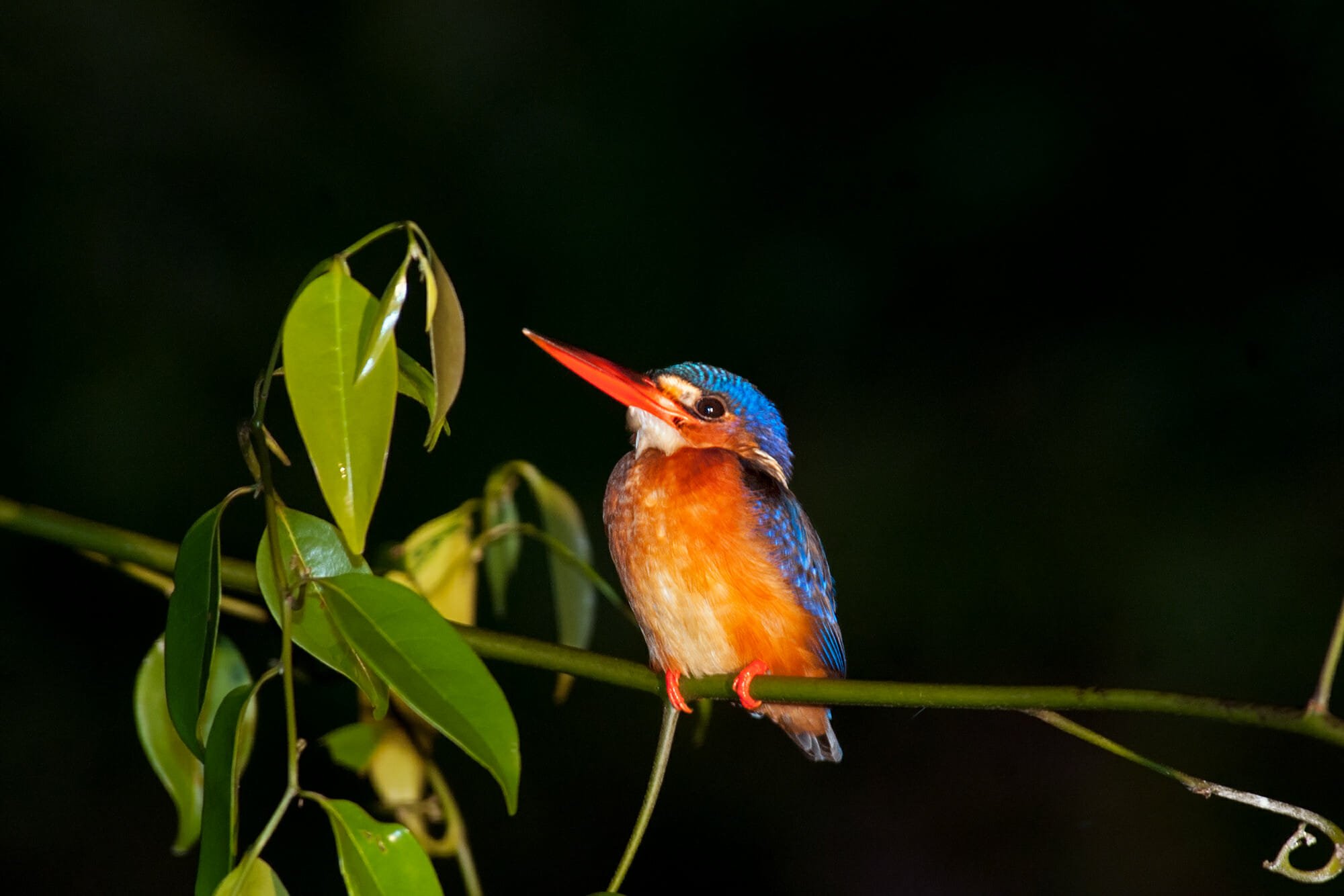 Blue-eared kingfisher seen on Kinabatangan River cruise in borneo