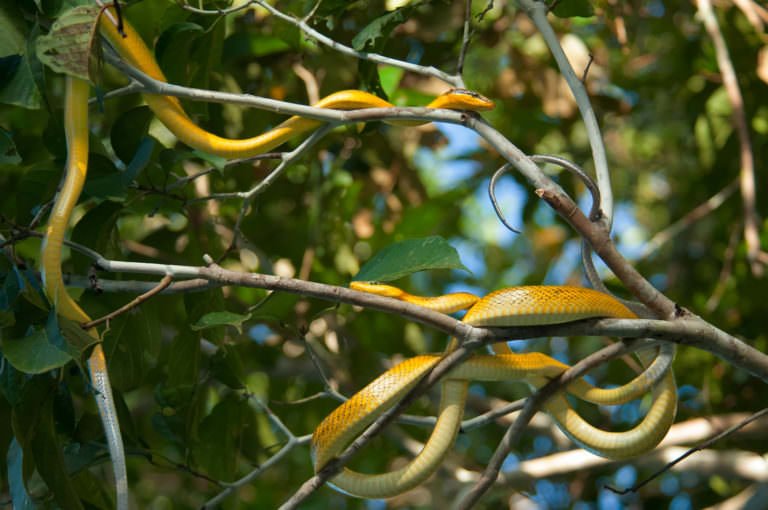 28 Incredible Borneo Animals and the Best Places to See Borneo Wildlife