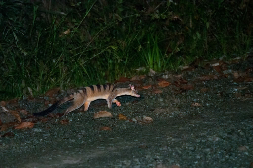 banded palm civet in borneo