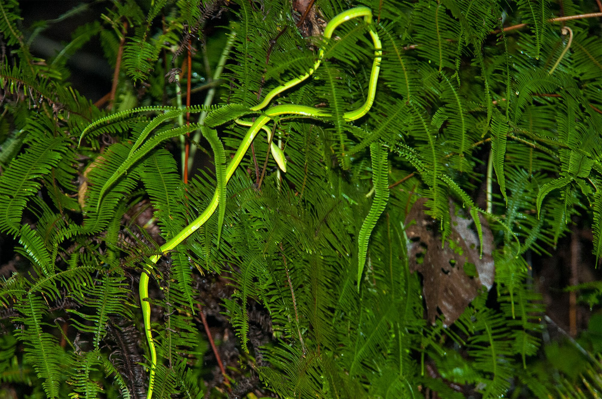 Wildlife of Deramakot - green vine snake