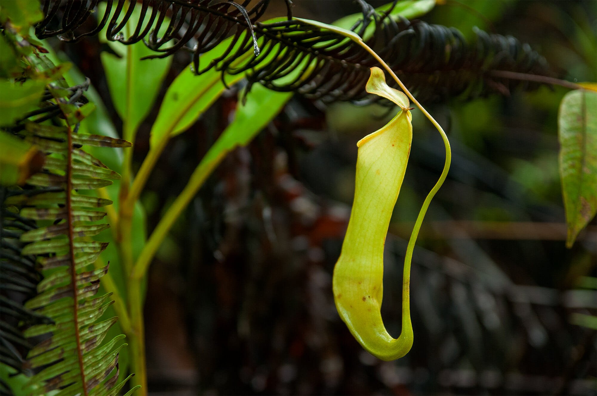 Deramakot Forest Reserve - pitcher plant