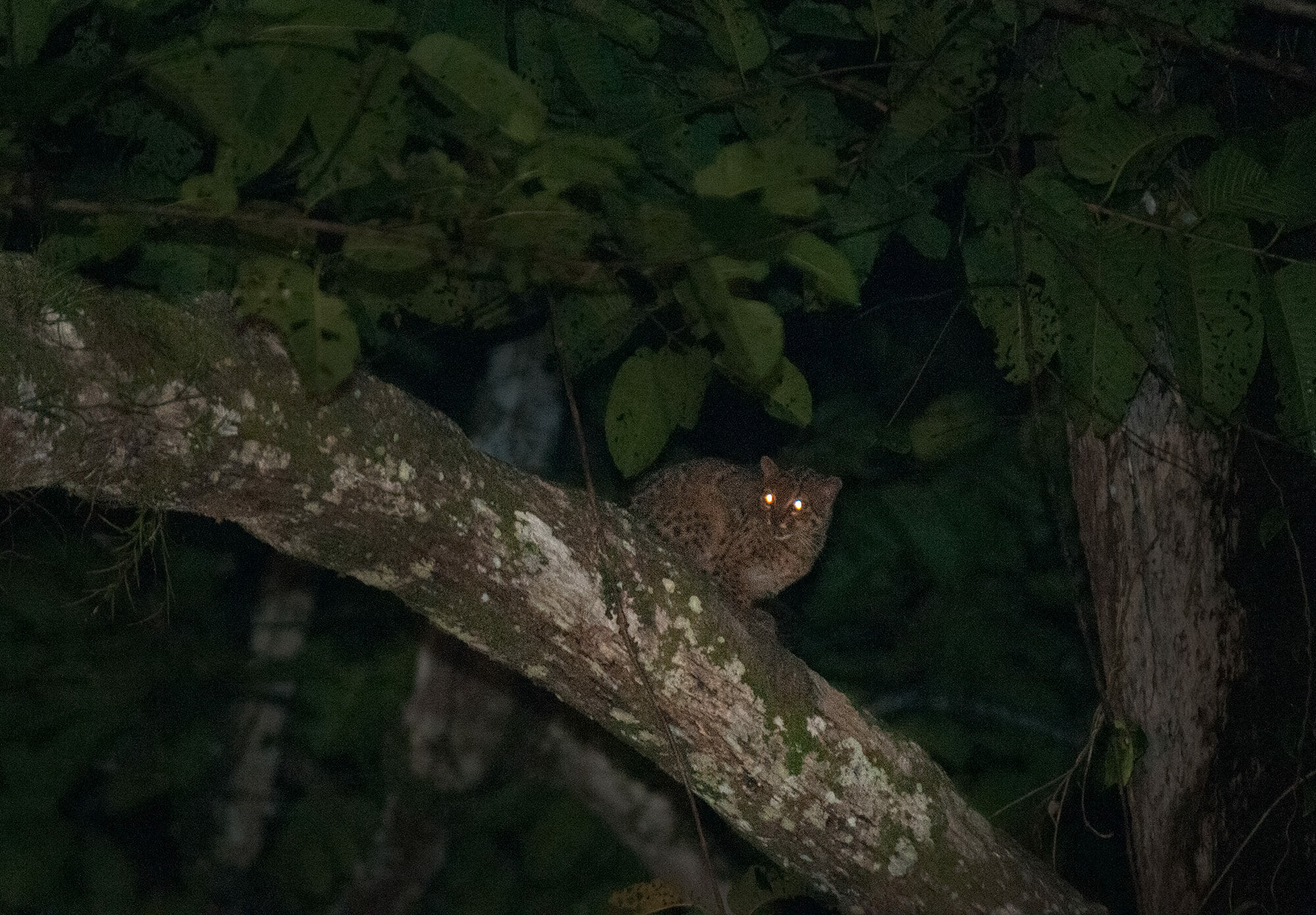 A rare site on Borneo wildlife holidays - a marbled cat 