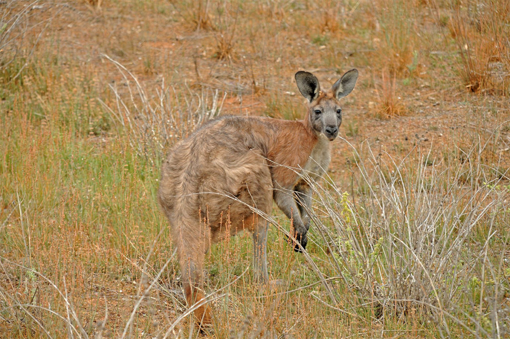 Wildlife of Flinders Ranges - Common Wallaroo