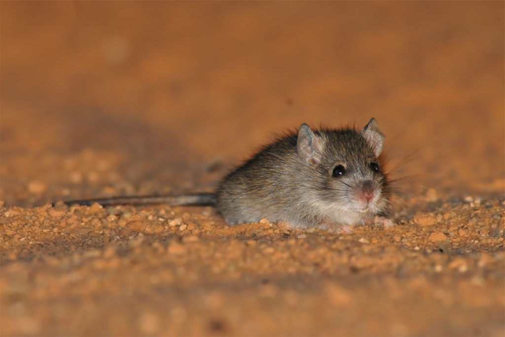 desert mouse
