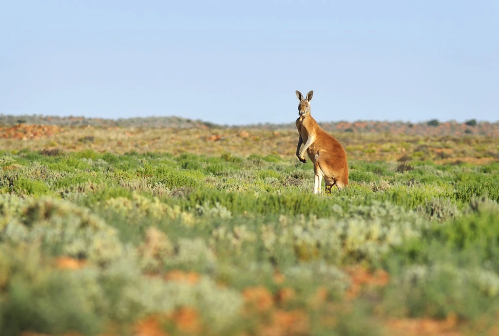 Red Kangaroo