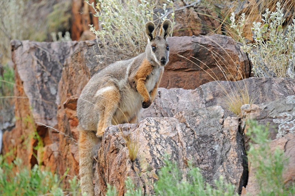 yellow-footed rock wallaby on adelaide to darwin road trip
