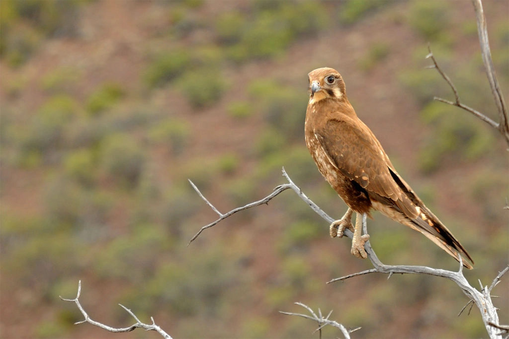 Flinders Ranges birds - Brown falcon