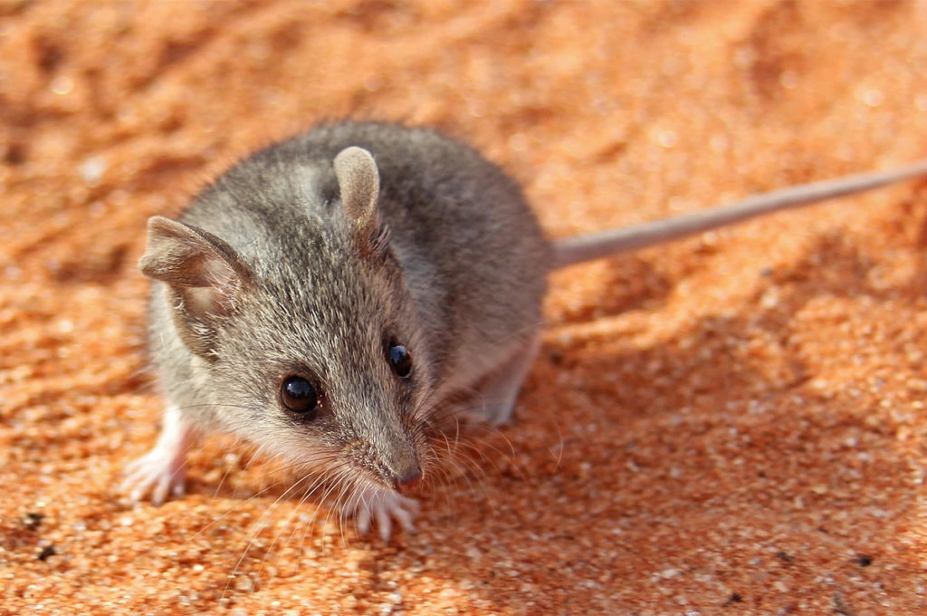 Common dunnart -Australian animal