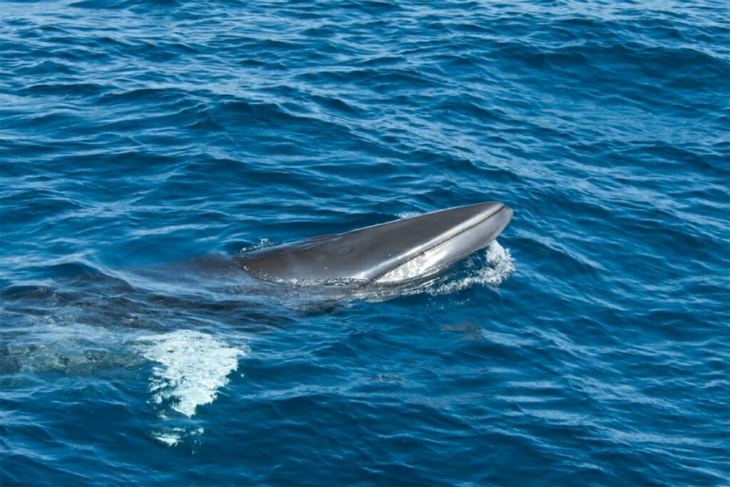 dwarf minke whale off sydney coast