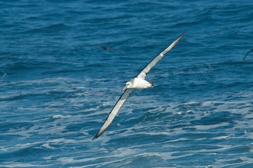 shy albatross off sydney coast