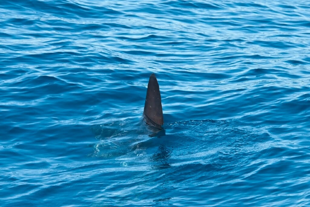 Pelagic Wildlife Watching - sunfish