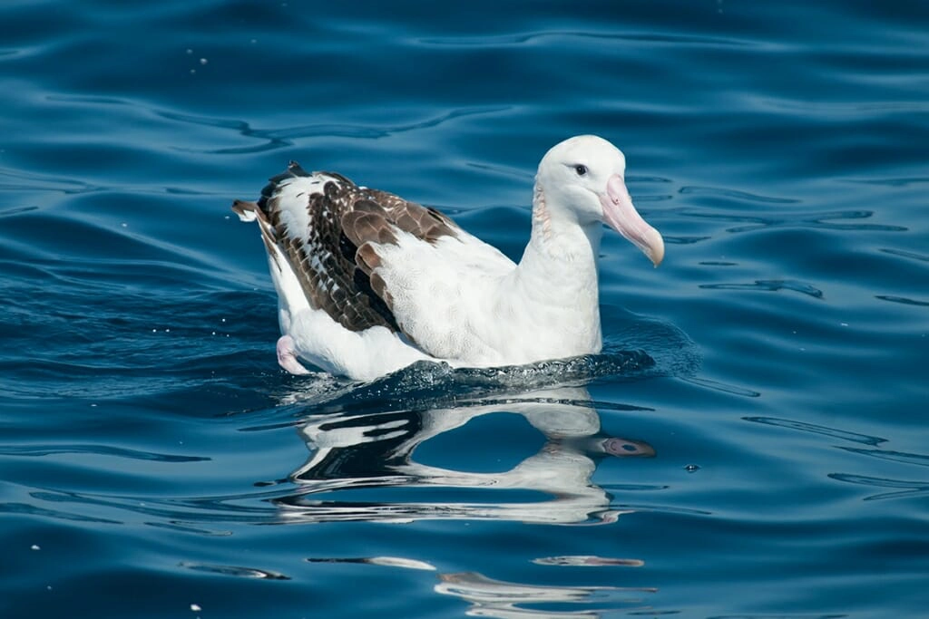 wandering albatross off sydney coast