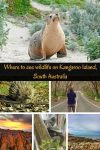 Where to see wildlife on Kangaroo Island, Australia