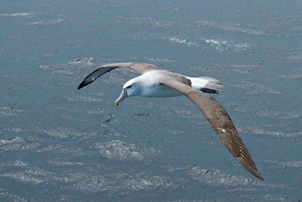 Blaci-browed albatross off sydney coast