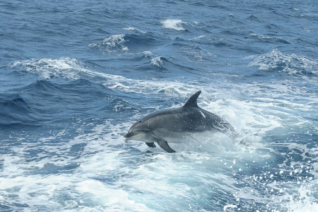 Bottlenose dolphin