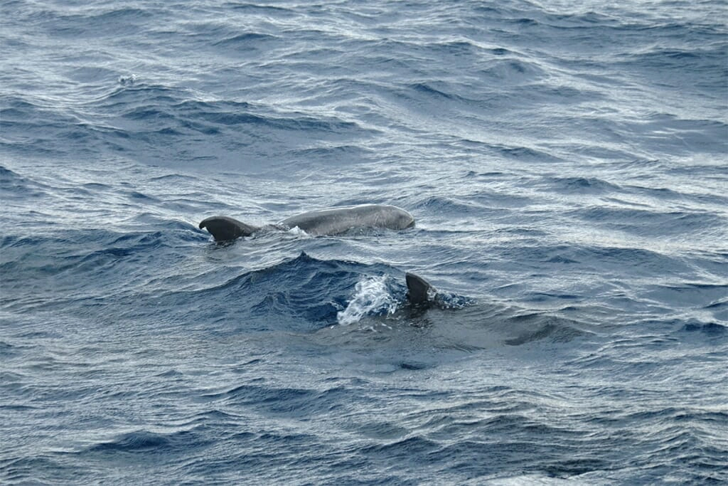 pygmy killer whales off sydney coast