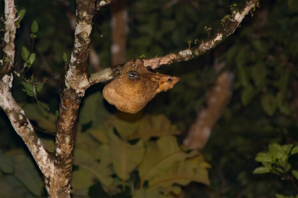 Borneo wildlife - Colugo