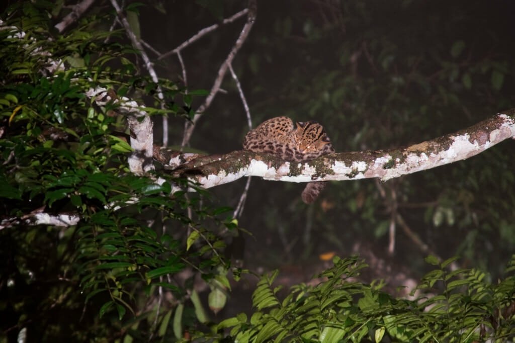 Where to see wild cats in Borneo- Marbled Cat in Deramakot Forest Reserve