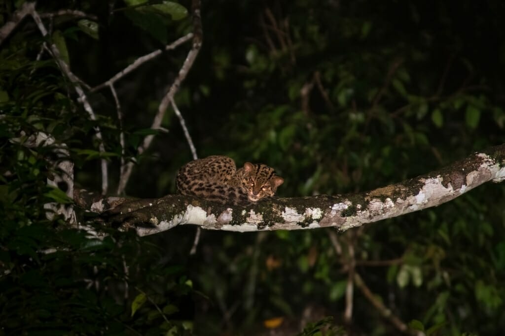 Where to see wild cats in Borneo - Marbled cat in Deramakot Forest Reserve