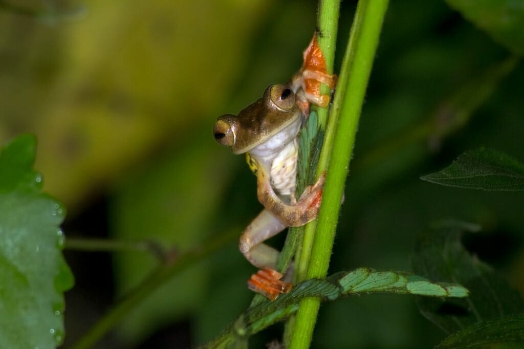 Harlequin flying frog, Deramakot Forest Reserve, Borneo