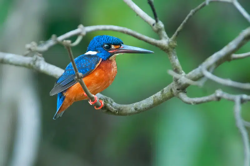 Blue-eared kingfisher in Borneo