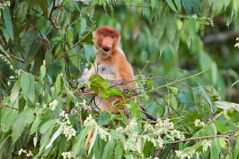 Proboscis monkey on Kinabatangan River