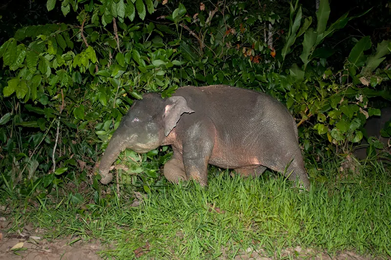 Borneo pygmy elephant