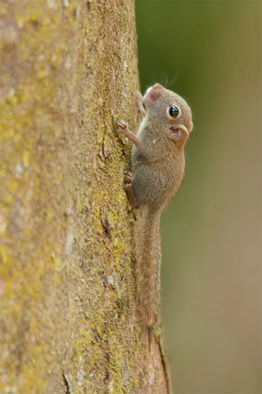 Least pygmy squirrel in Borneo