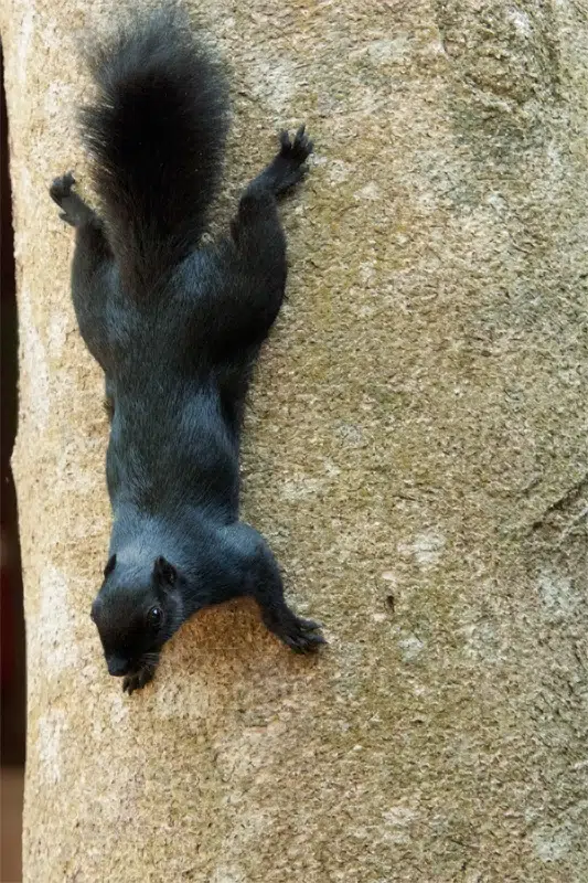 Prevost’s Squirrel in Borneo