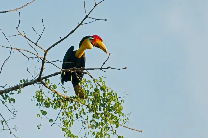 Wrinkled Hornbill on Kinabatangan River in Borneo