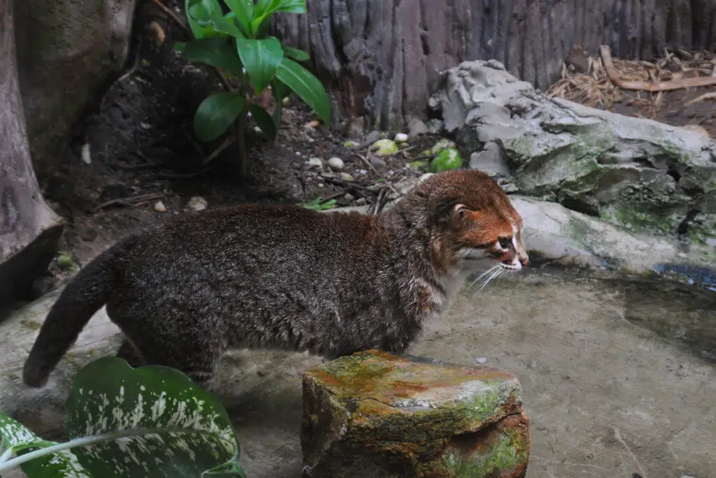 Flat-headed cat