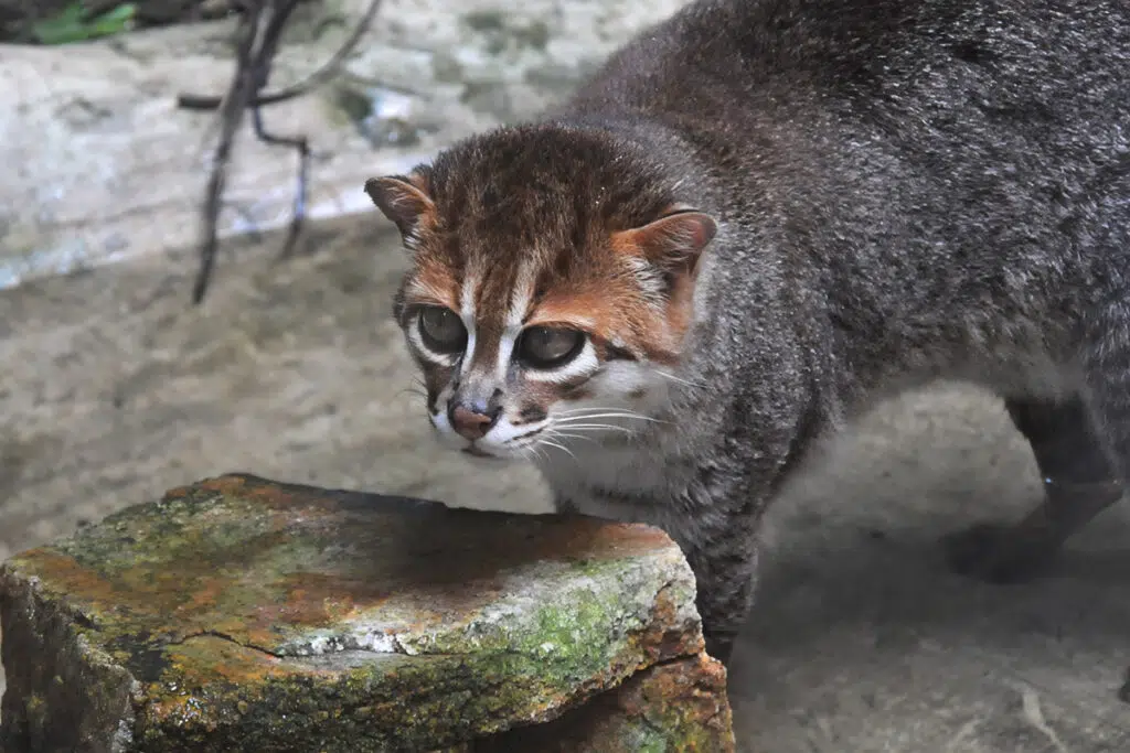 Flat-headed cat