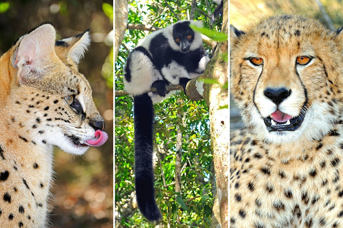 Best wildlife experiences of the Garden Route