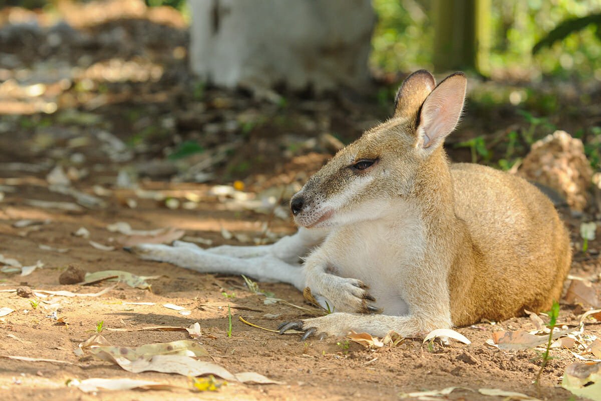 Agile wallaby snoozing - Adelaide to Darwin road trip