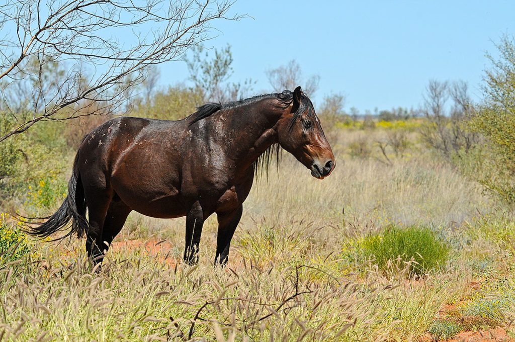 Brumby in west MacDonnell Ranges