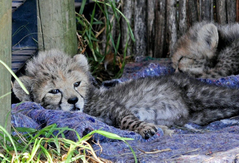 Best Wildlife Experiences Of The Garden Route - Cheetah cubs at Tenikwa