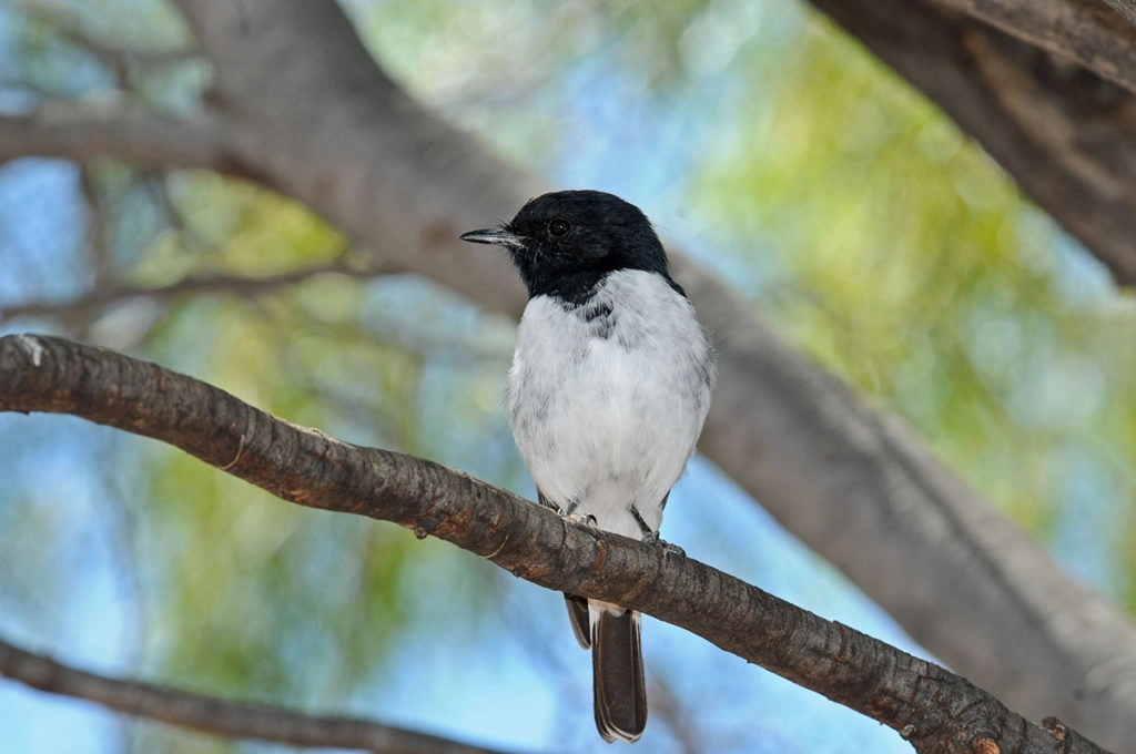Birds of kings canyon - hooded robin