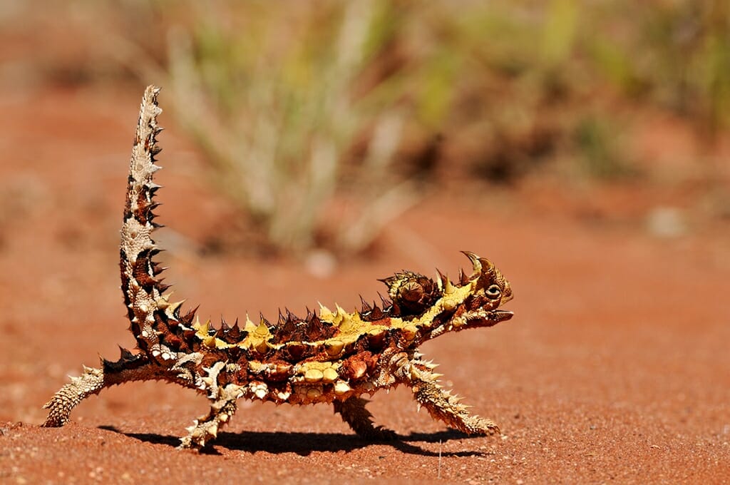Australian Desert Animals in the Simpson Desert -