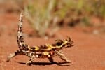 Safari Destinations - Thorny devil in Australia