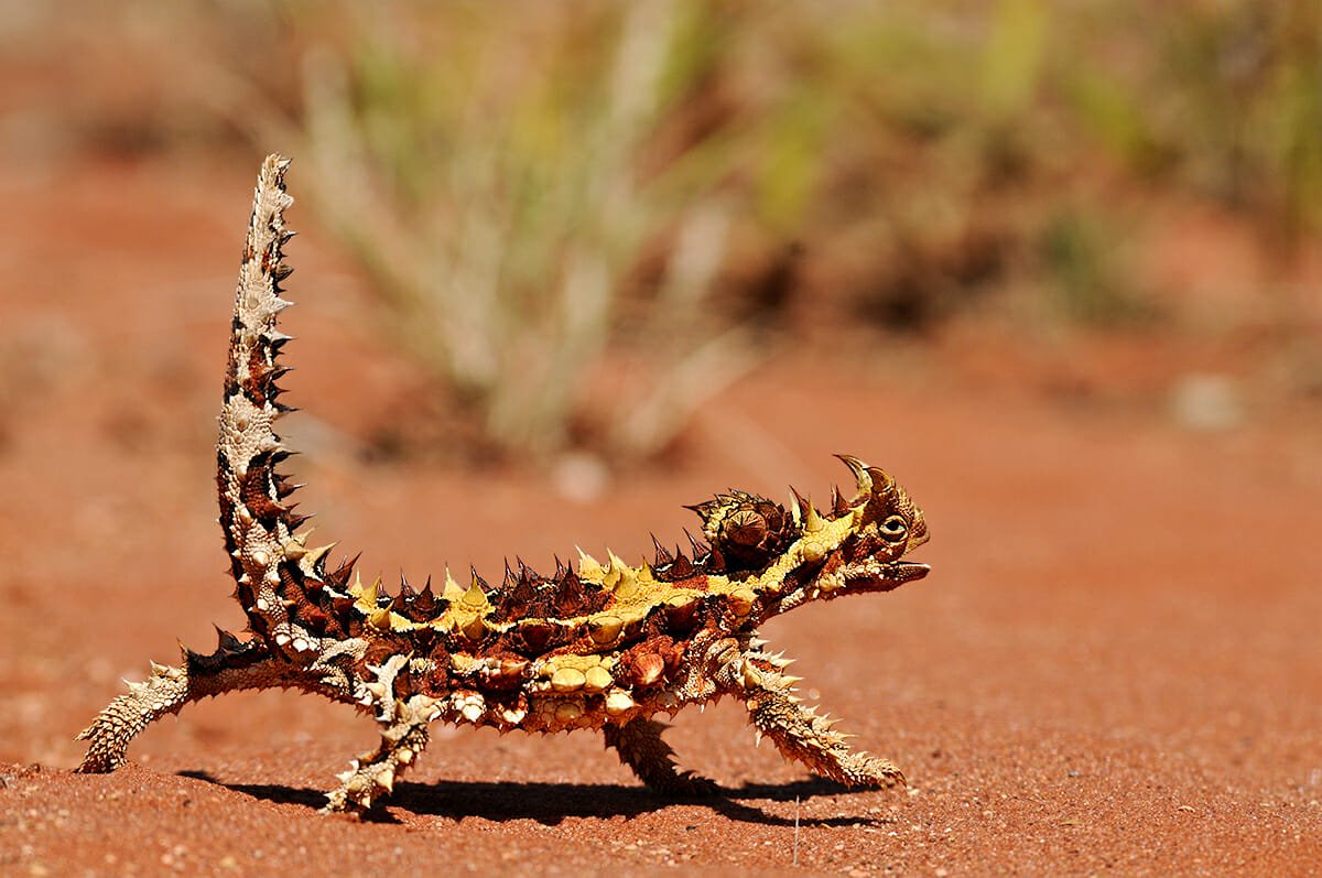 Safari Destinations - Thorny devil in Australia